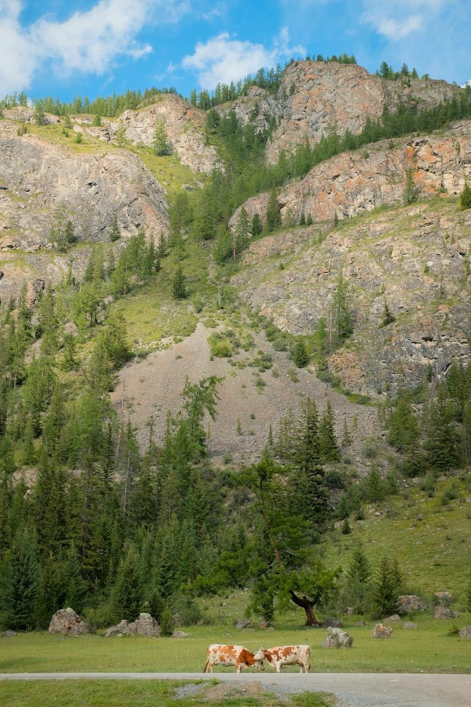 Wildlife Photography